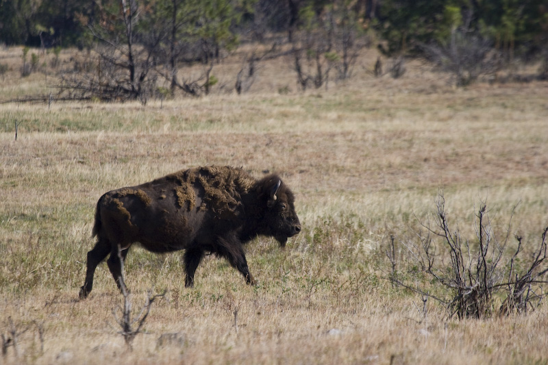 Bison